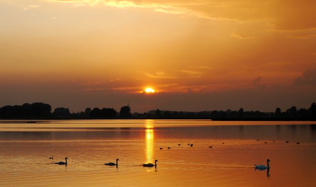 Een foto van de ondergaande zon met zwanen in het water