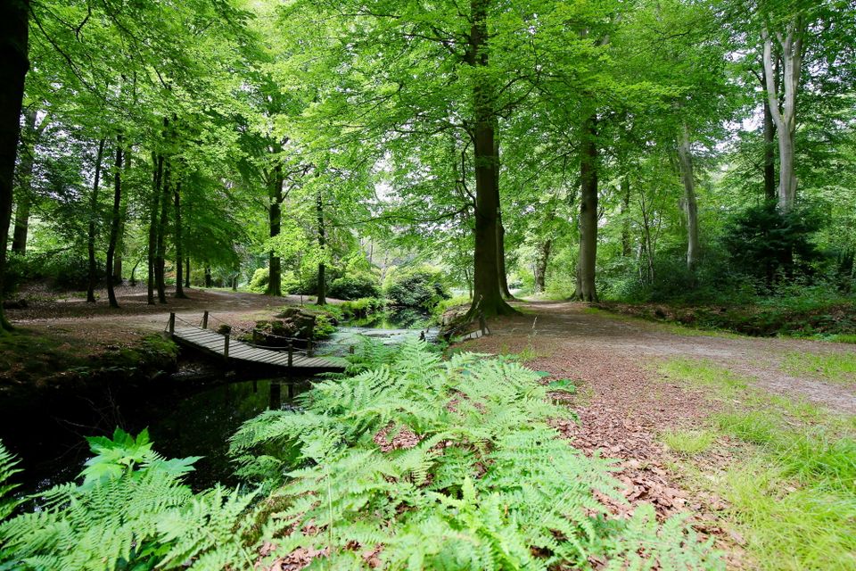 Groene bomen en een houten bruggetje over het water in de natuur in de Kop van Drenthe