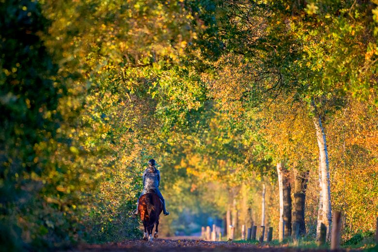 Vrouw rijdt op paard door een bos met bomen in herfstkleuren