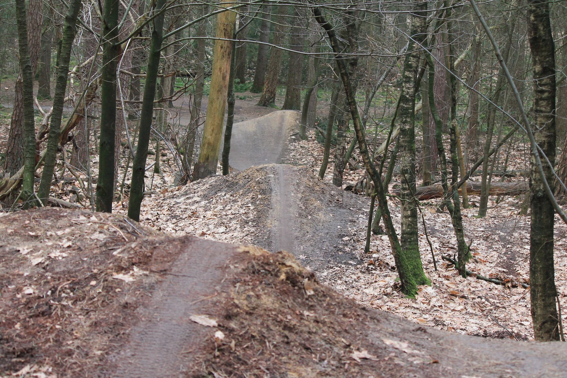 De mountainbike track in het Bakelse Bos