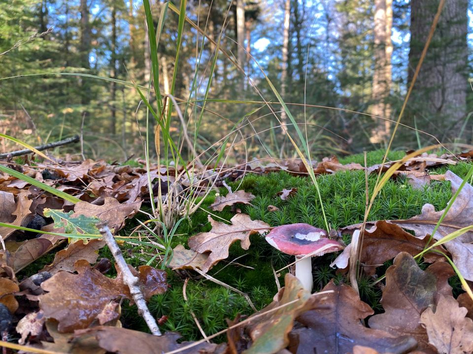 Een paddenstoel middenin de herfstkleurige bladeren met een bos op de achtergrond.