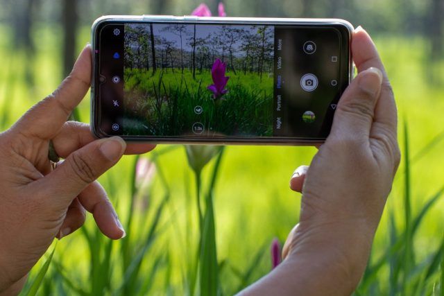 Smartphone fotografeert tulpen