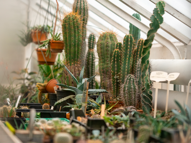 Binnen in de tuinkas vol met cactussen bij de TU Delft hortus botanicus