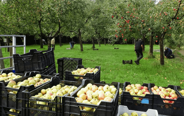 Appels plukken bij Fruithof Frederiksoord.