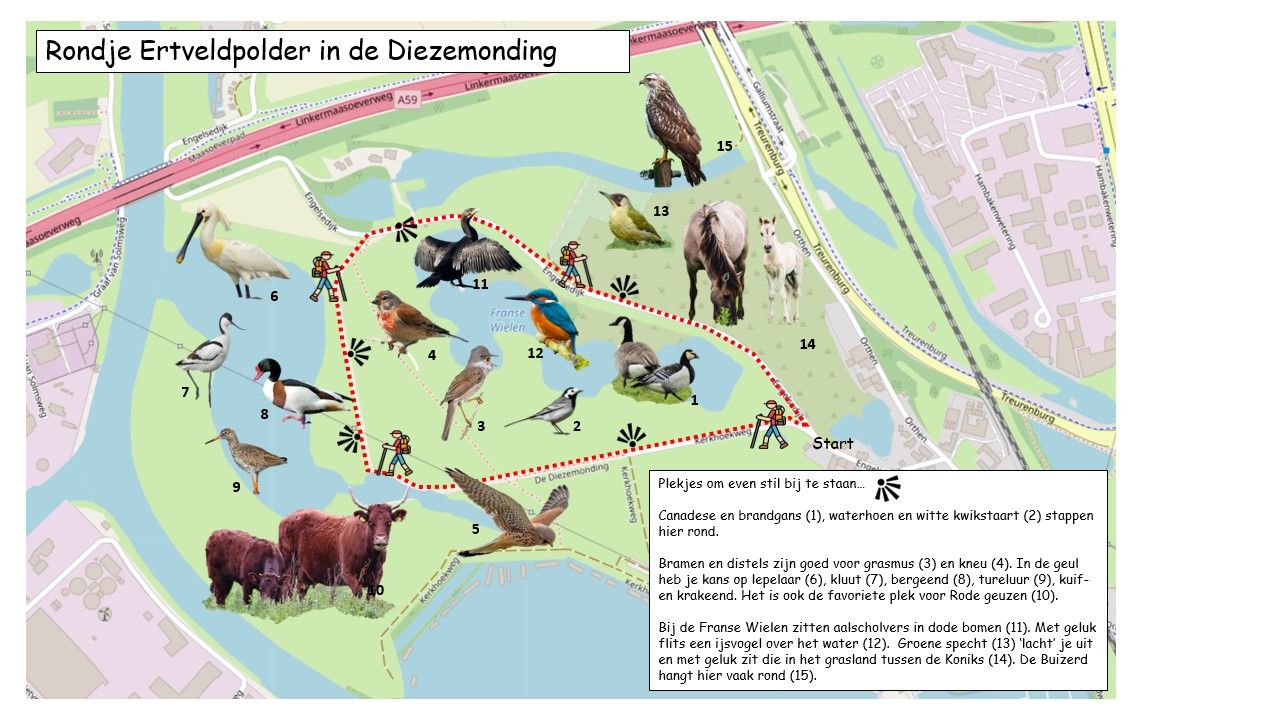 Overzichtskaart van de Ertveldpolder in de Diezemonding, aangegeven waar welke dieren rond lopen.