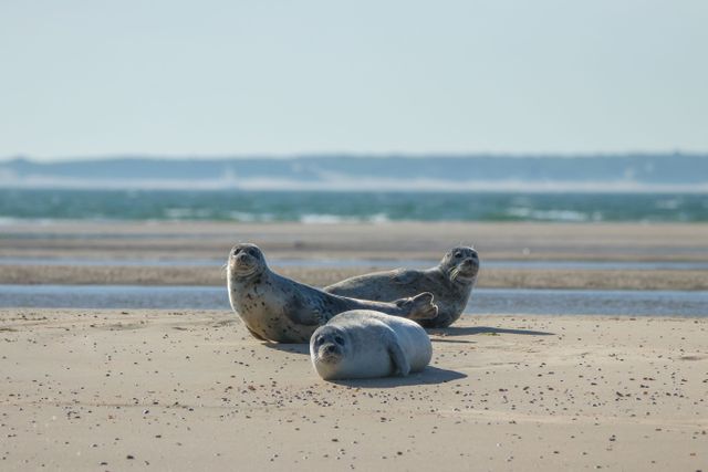 3 zonnebadende zeehonden op het strand