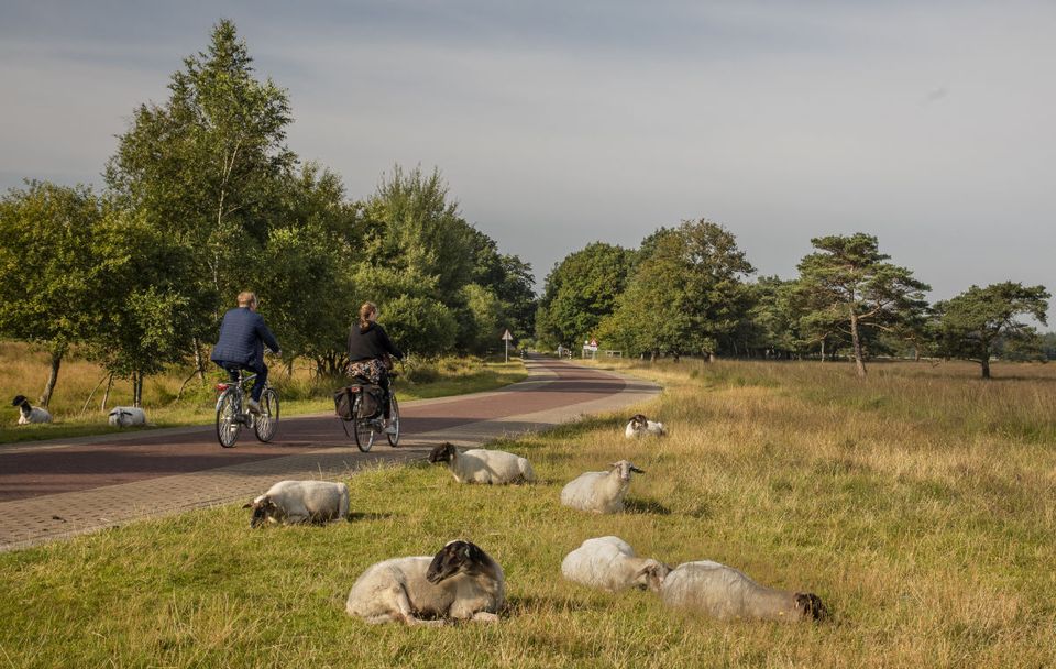 Twee personen fietsen door het Drentse landschap. Met op de voorgrond schapen.