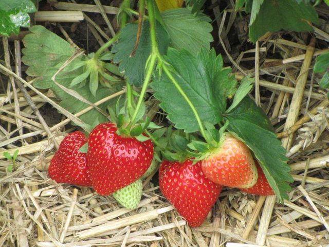 Van der Putten Strawberries Deurne