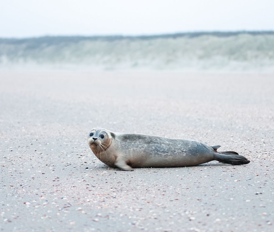 Zeehond vrijlaten met zeehondenopvang A Seal in Ouddorp op Goeree-Overflakkee
