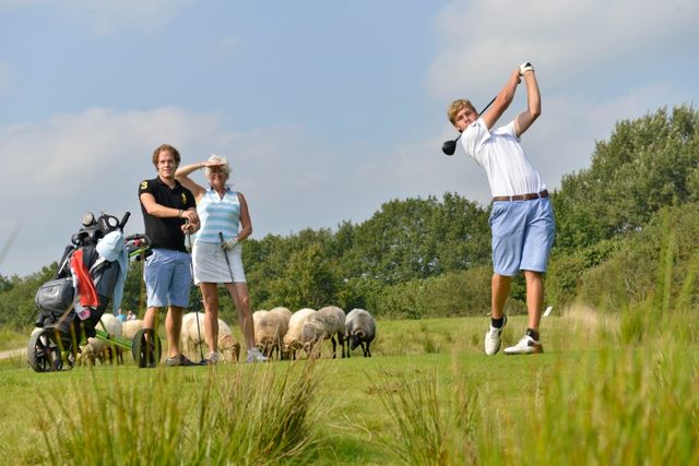 Drie mensen staan op de golfbaan te golfen terwijl er achter ze een paar schapen staan te grazen.