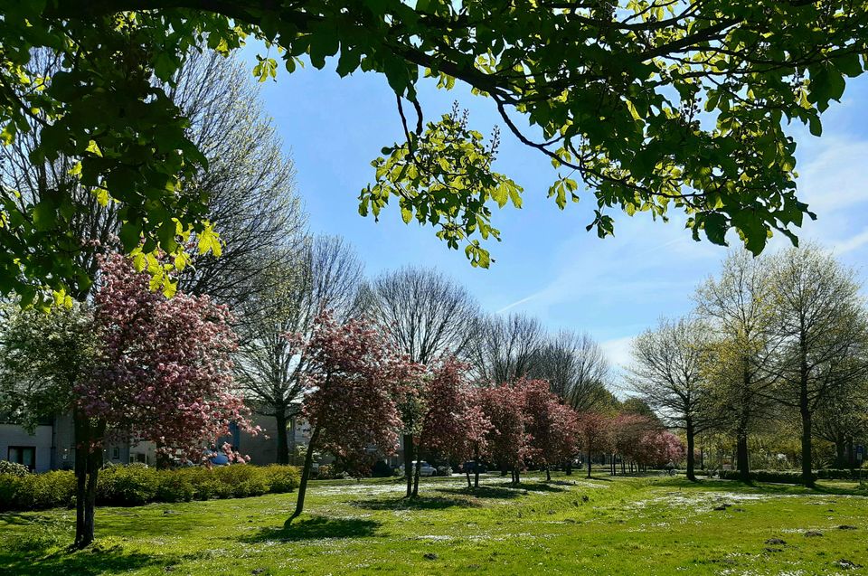 Bloesembomen op de Peelrandbreuk Vlierpark Deurne
