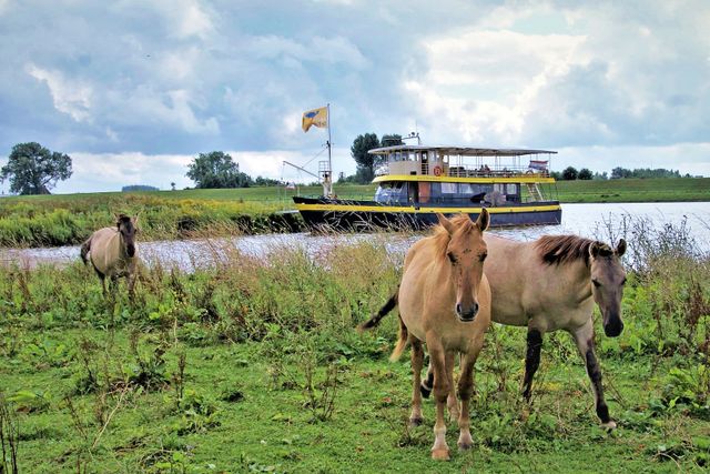 De Wilde Konicspaarden laven zicht aan de rand van de rivier.