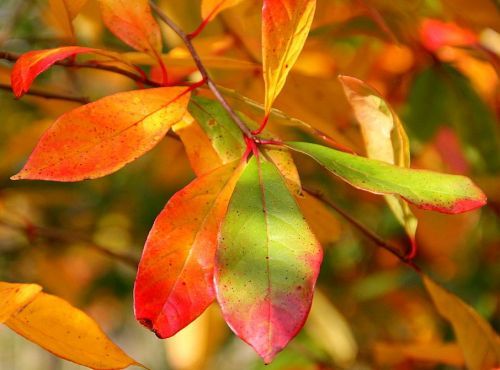 The brightly coloured leaves of a black tupelo tree