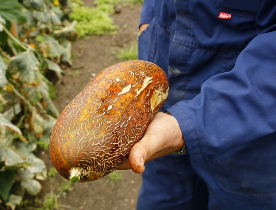 Farmer Henk has Tibetan cucumber in hand at Bijzonder Brabants