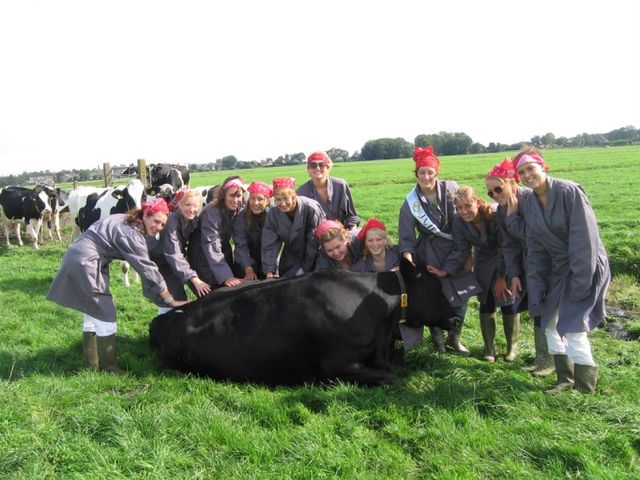 Een groep meiden met een koe tijdens het koeknuffelen bij Bezoekboerderij De Kastanjehoeve in Beets (Noord-Holland)