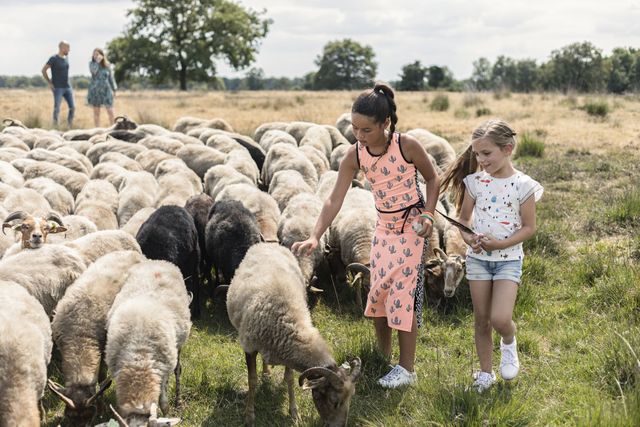 Twee meiden aaien de schapen die ze tijdens de wandeling met hun ouders tegen komen.