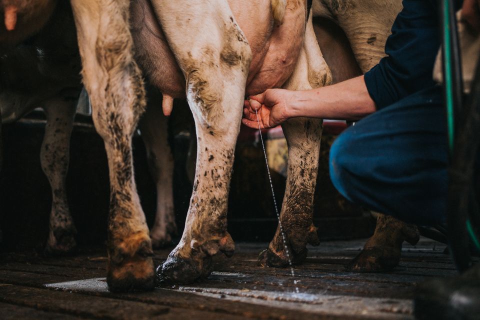 Iemand zit gehurkt naast een koe. We zien alleen de benen en de uier van de koe en een arm en been van de persoon. De persoon knijpt met één hand in een uier en er komt een straaltje melk ui. De benen van de koe zijn modderig en de koe staat op een stalvloer.