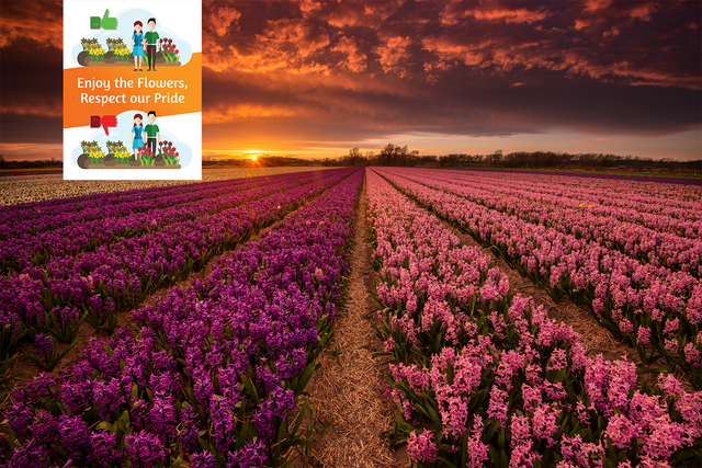 Hyacint bloemenvelden Noordwijk - Dick van Duijn - Enjoy the flowers