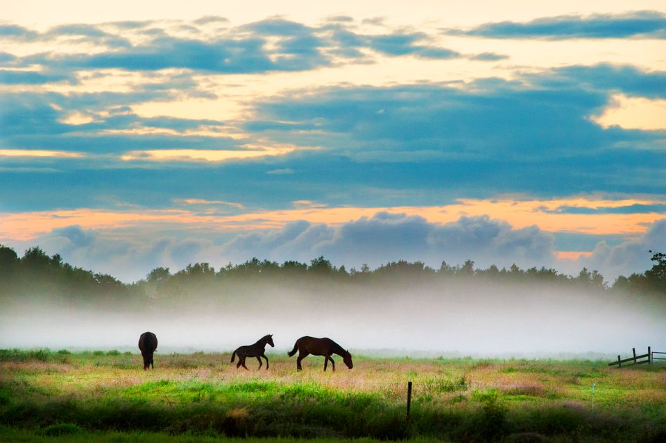 Friese paarden Koningsdiep