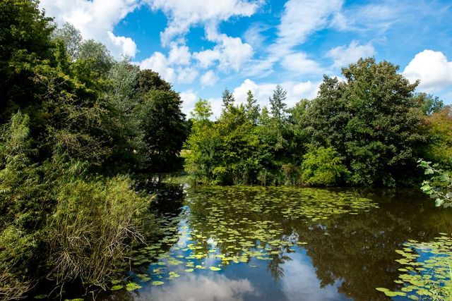 Westerpark in Zoetermeer, natuurgebied met veel water en groen. Foto is gemaakt in de zomer.