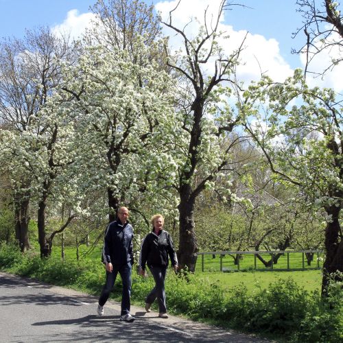 Blossoms and two walkers on the Volgerweg