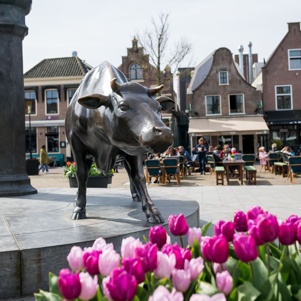 A close up of one of the cows on the bronze statue on the Koemarkt with tulips in the foreground