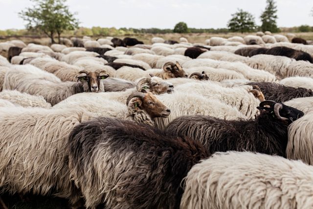Een passerende kudde schapen van dichtbij.