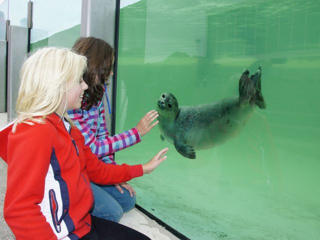 Zeehond zwemt achter glas, twee kinderen bekijken de zeehond. Een van de kinderen heeft de hand uitgestoken naar de zeehond.