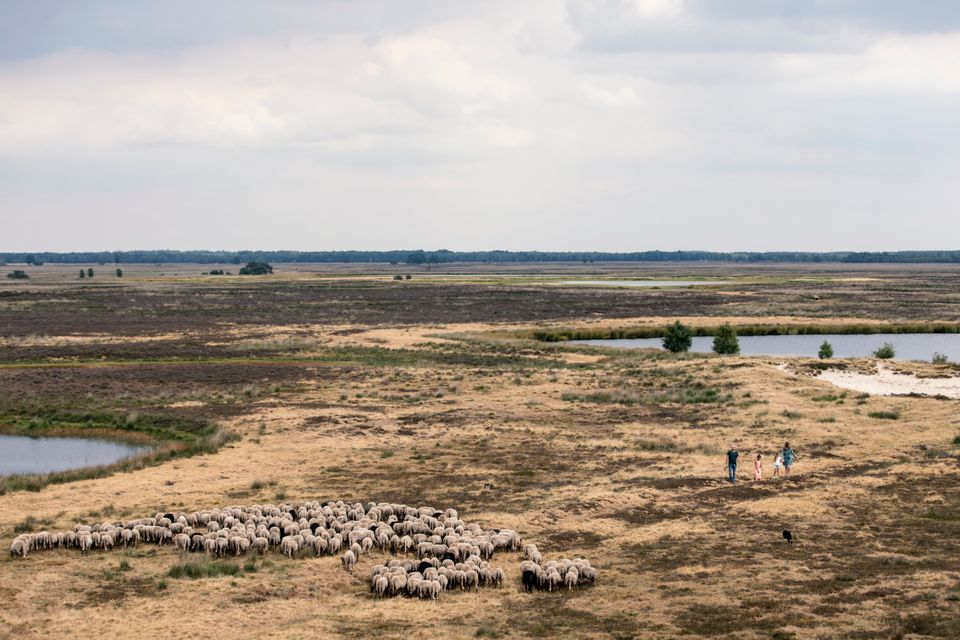 Een kudde schapen en een gezin lopen door de natuur en worden vanuit de lucht gefotografeerd.