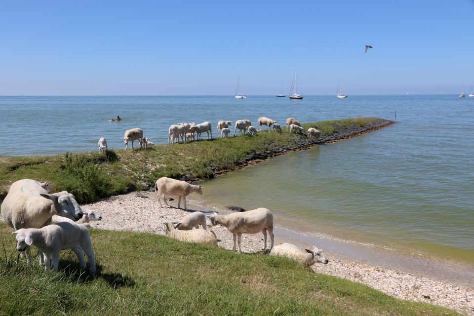 een kudde schapen op strekdam in hindeloopen