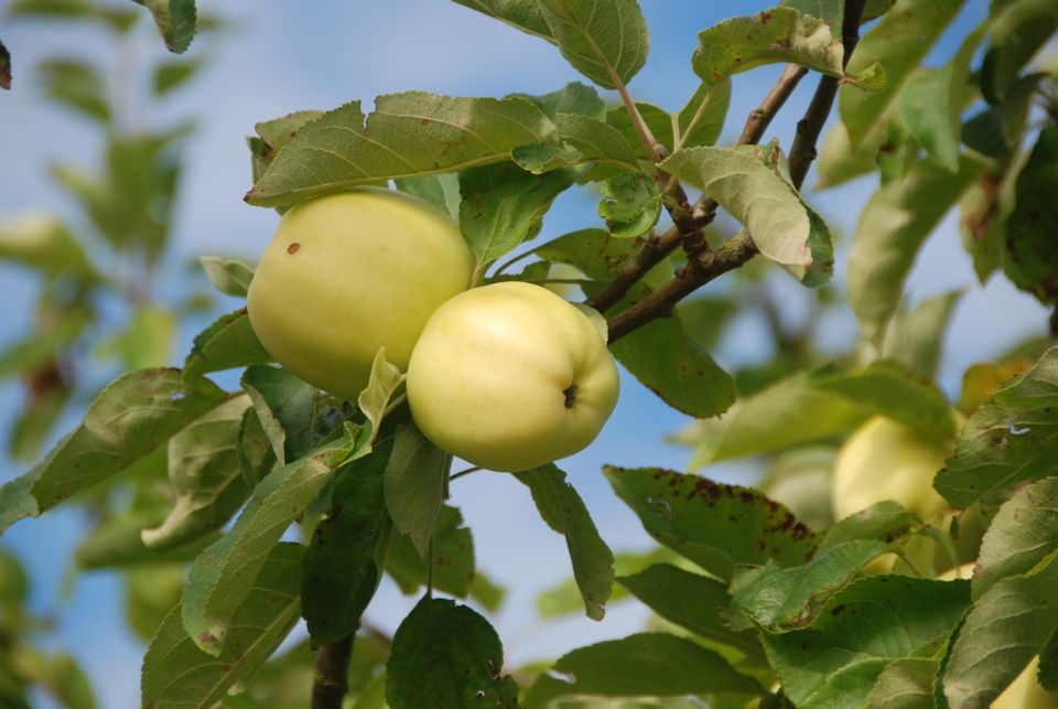 Appelboom streekproducten