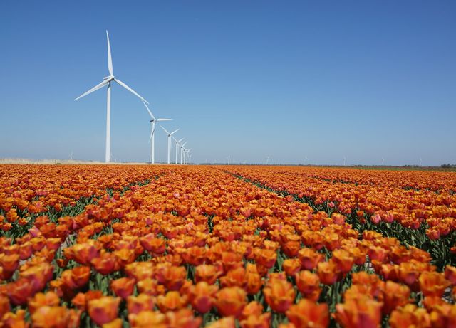 Tulpenroute Flevoland 2021