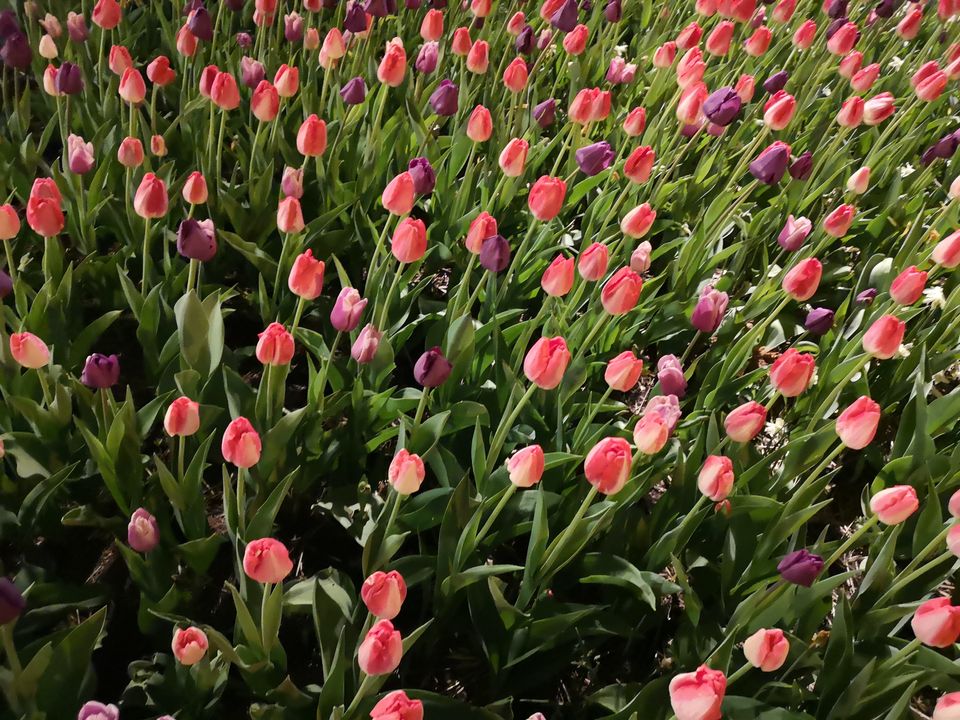 Een veld vol met bloeiende roze en rode tulpen