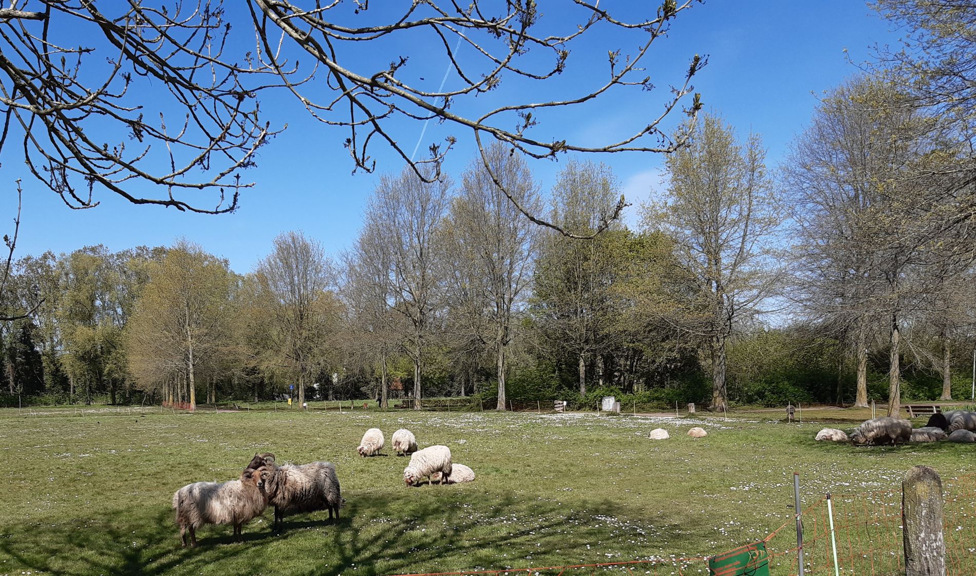Heath sheep in the Vlierpark Deurne