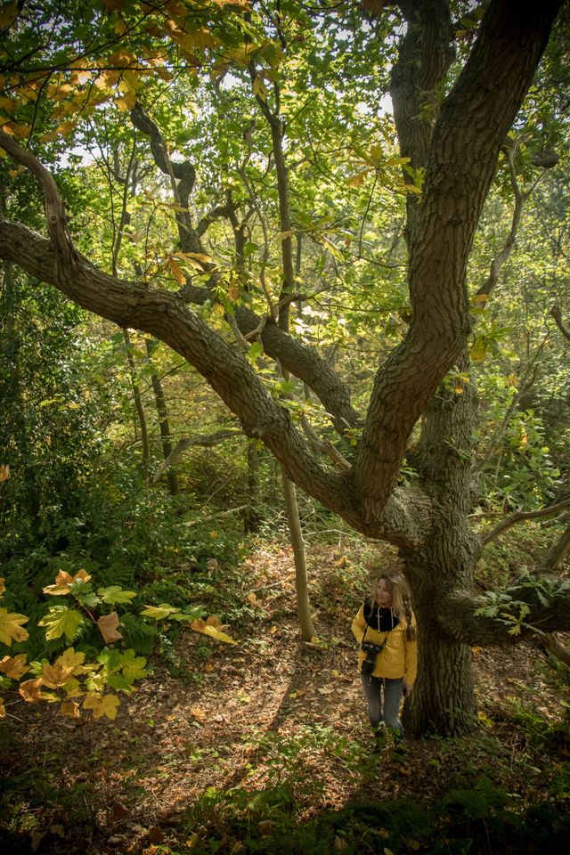 Vrouw onder grote boom in bos Vlieland
