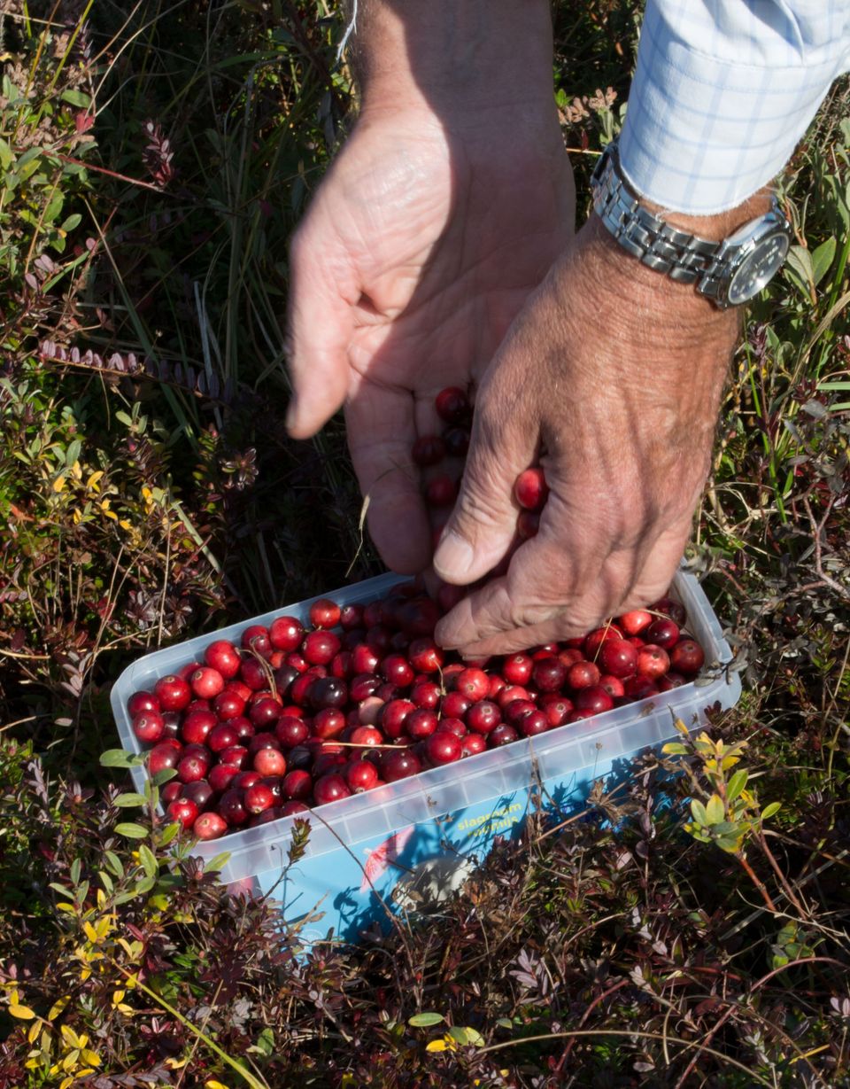 Cranberries plukken op Vlieland