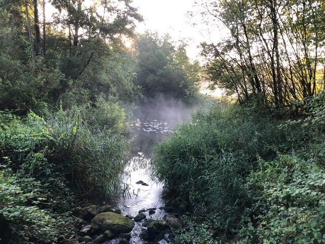 Een foto van een rivier met mist en mooie bomen.
