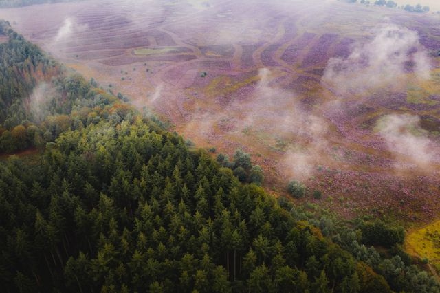 Een luchtfoto met op de ene helft groene boomtoppen en op de andere helft de paarse heide.