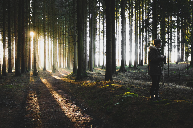Een man loopt in het Drents dennenbos met zijn camera en maakt foto's.