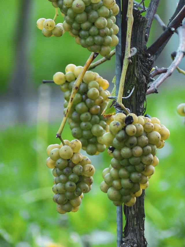 Druiven wijngaard Sint Catharinadal in Oosterhout