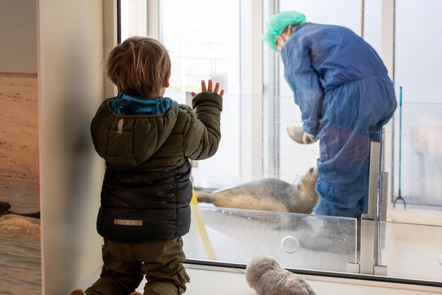 jongetje bij raam zeehonden opvang