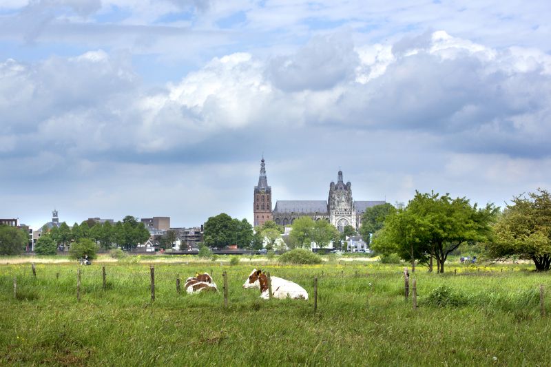 Foto van een weiland met koeien in het Bossche Broek en op de achtergrond de Sint-Jan.