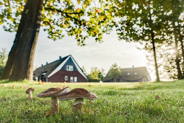 Een aantal paddenstoelen op een grasveld met op de achtergrond bungalows.