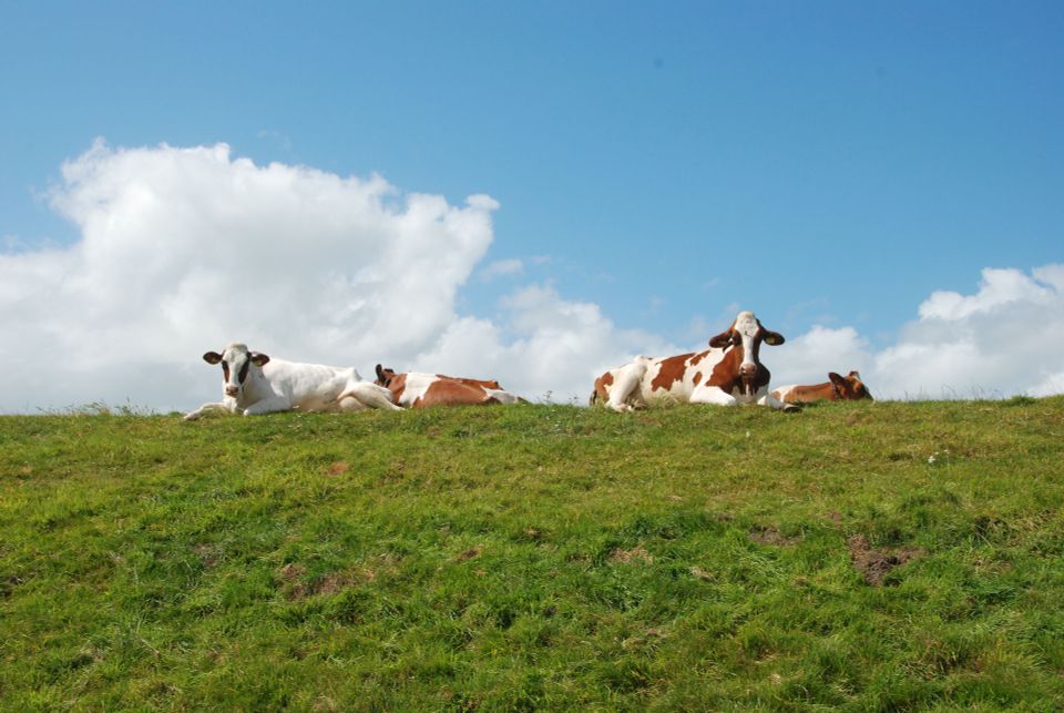 koeien liggen op een dijk in de omgeving van workum