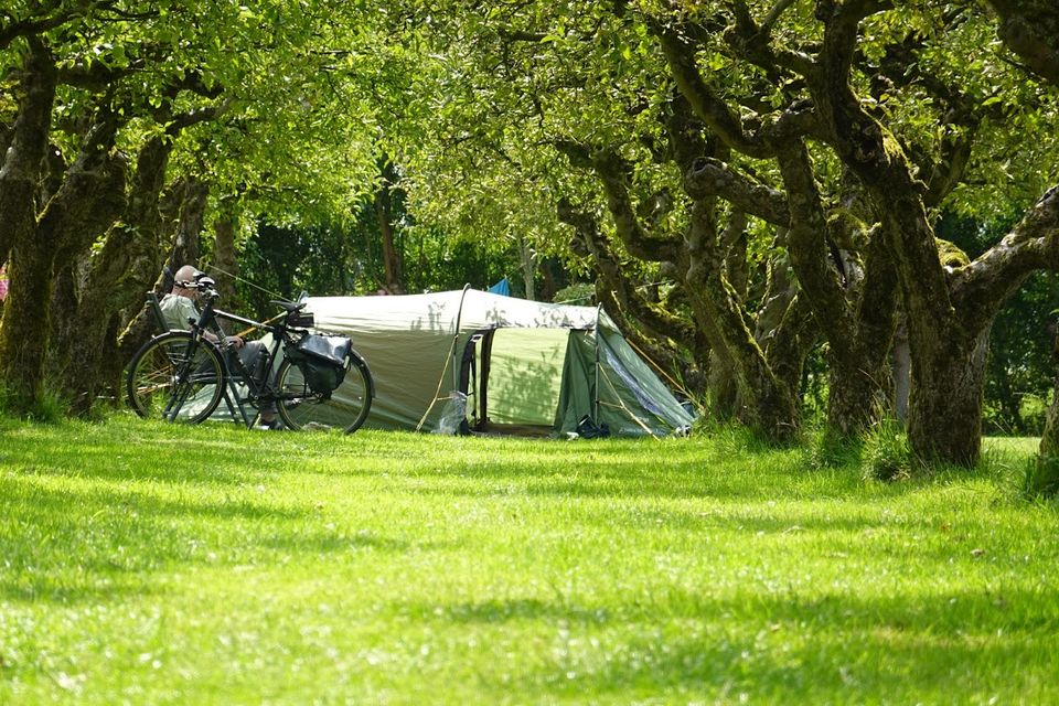 Een trekkerstent in het gras tussen de fruitbomen. Links van de tent staan twee fietsen.