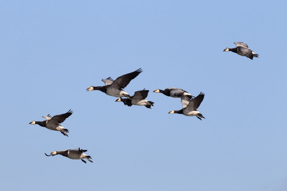 Wintervogels in de Biesbosch