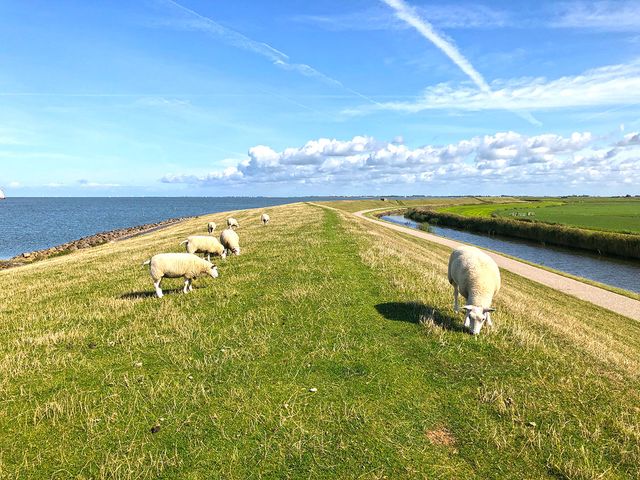 schapen op de dijk tijdens wandeling van stavoren naar hindeloopen