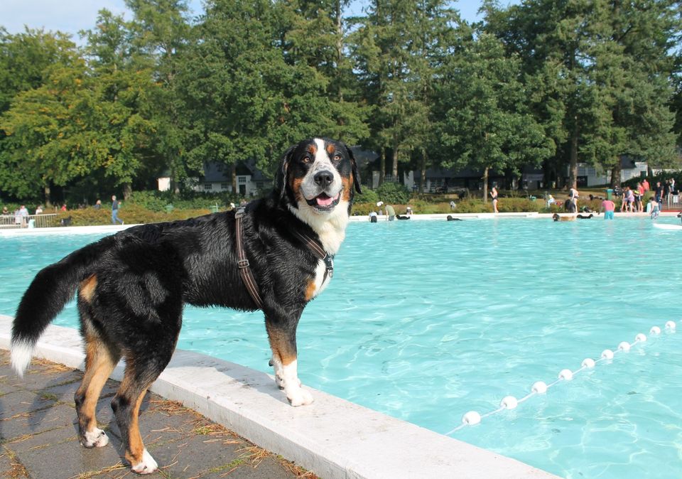 Hondenzwemmen Boschbad