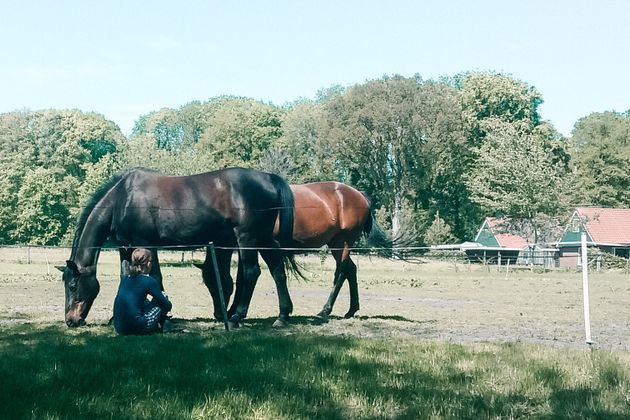 Chevalja Coaching met paarden